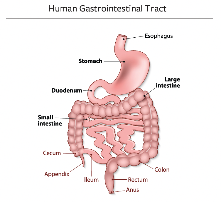 Human gastrointestinal tract diagram