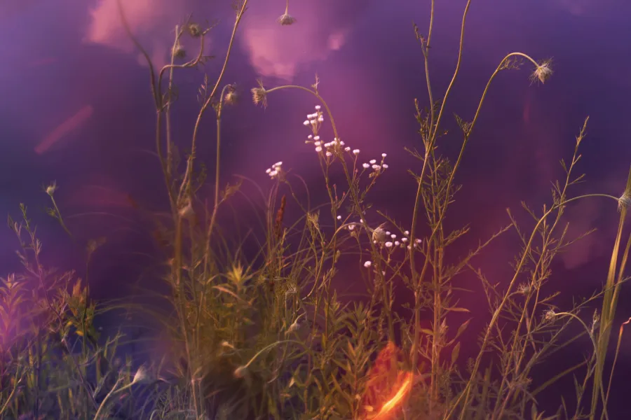 Flowers Behind My Apartment Art