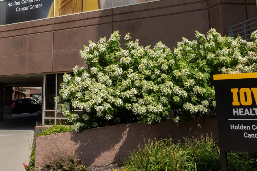 Exterior image of Holden Comprehensive Cancer Center