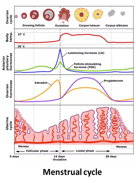 Understanding Menstrual Cycles, Your Periods and Ovulation – Clearblue