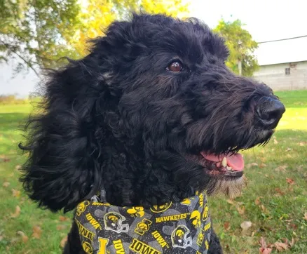 Pet Therapy Dog Izzy