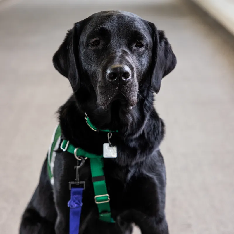 Frozeti, UI Health Care rehabilitation therapies facility dog, on Friday, Dec. 12, 2025.