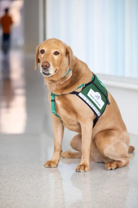 Facility dog Corrin sitting in a hallway inside Stead Family Children's hospital.