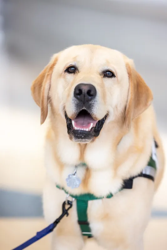 Facility dogs Caitlyn Clark and Nacho at Stead Family Children’s Hospital on Thursday, Sept. 24, 2026.