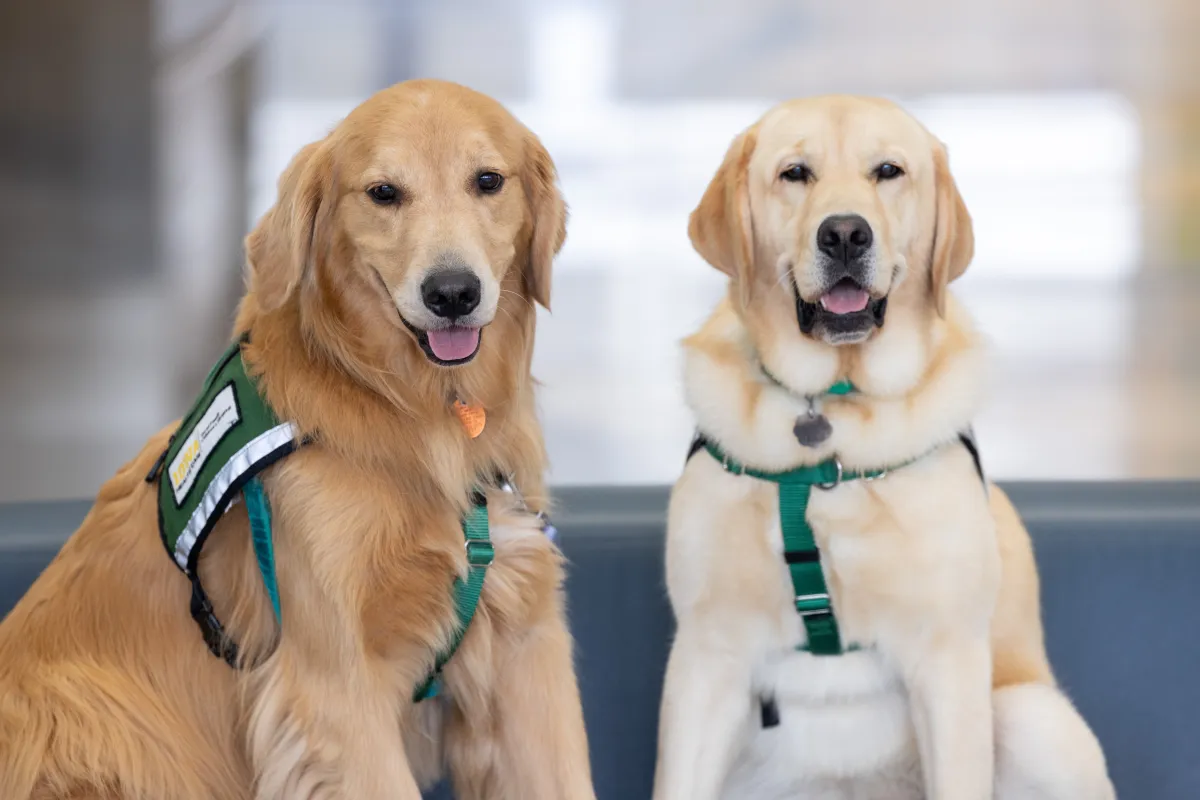 Facility Dogs Nacho (left) Caitlin (right)