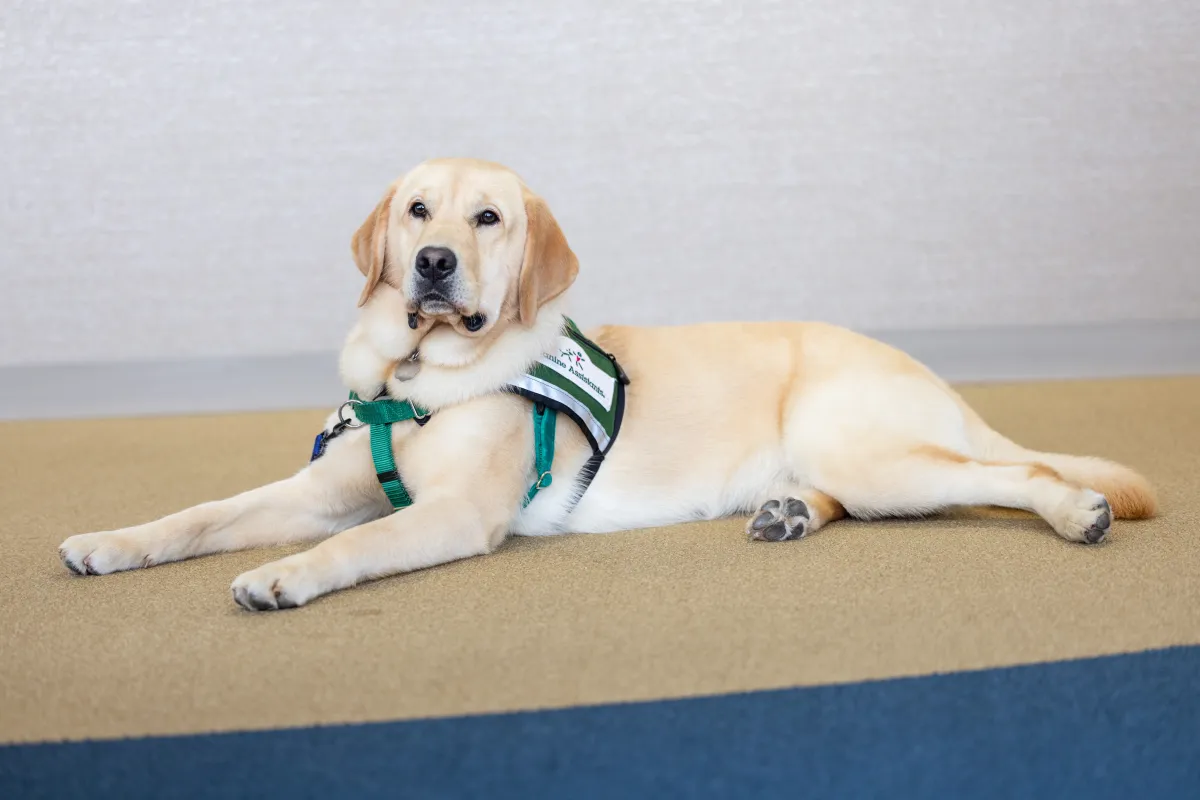 Facility dogs Caitlyn Clark and Nacho at Stead Family Children’s Hospital on Thursday, Sept. 24, 2026.