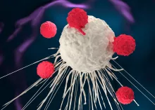 T-cell with chimeric antigen receptors (CARs) on its surface