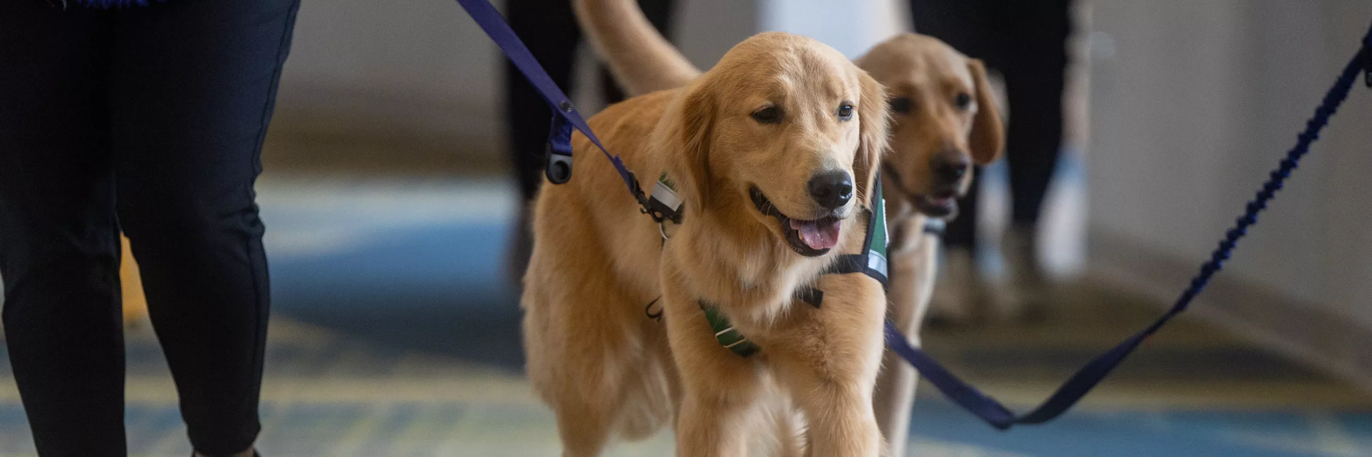 Giving back to the community: Therapy dogs offer companionship, love, and  healing.
