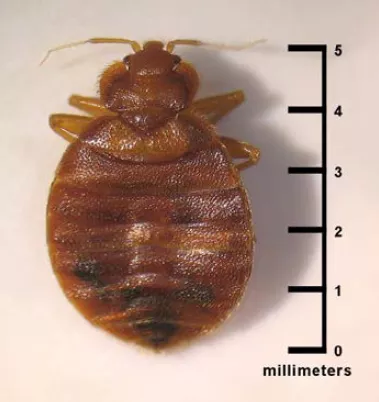 Detail of a bed bug