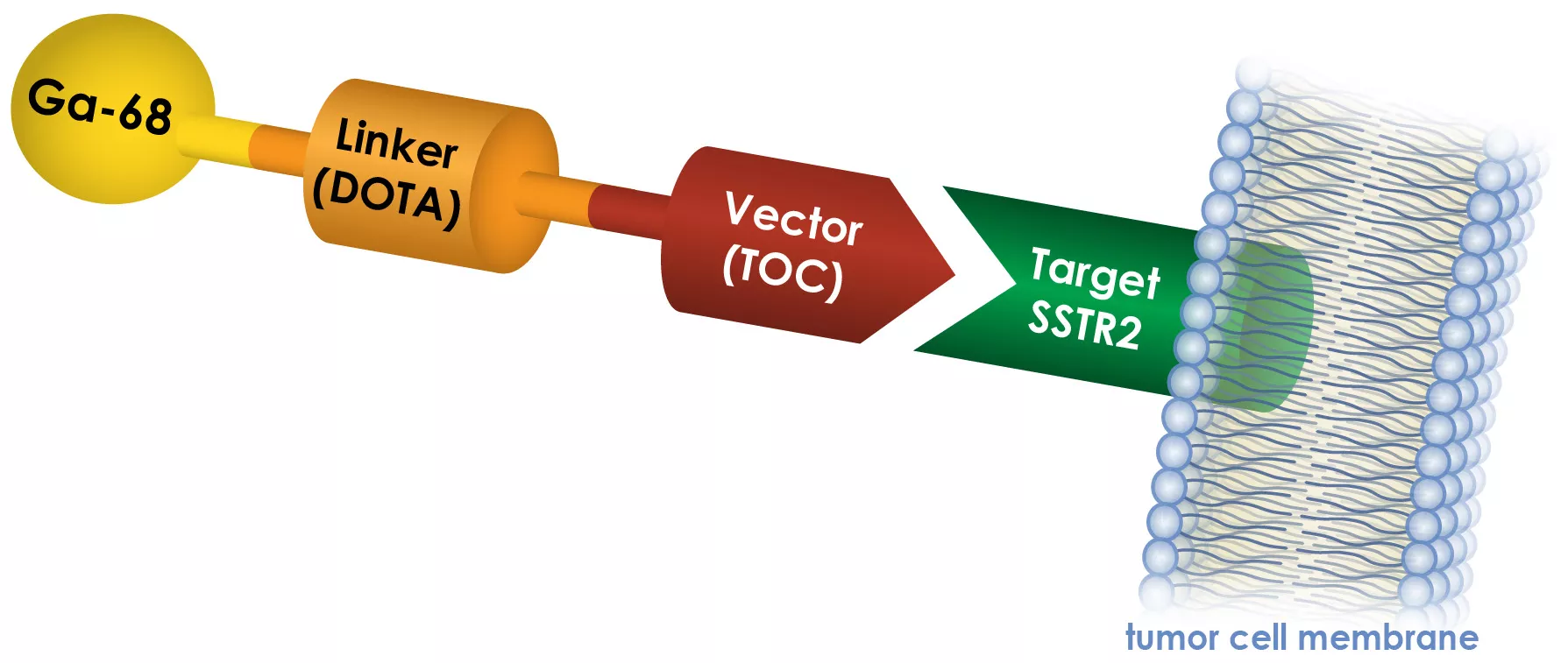 Medical illustration showing how GA-68 DOTATOC targets SSTR2