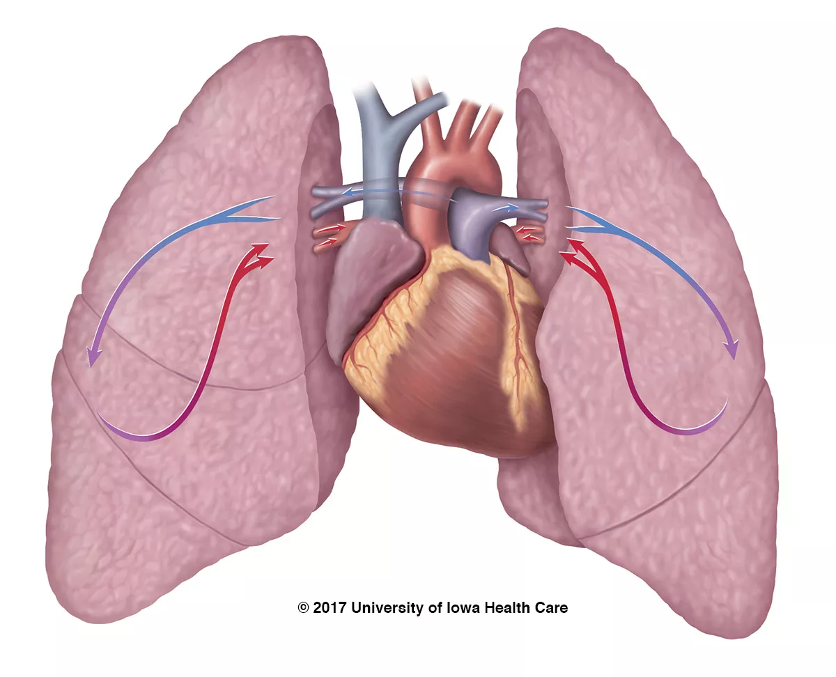 Heart and lung illustration