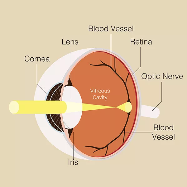 illustration showing parts of the eye