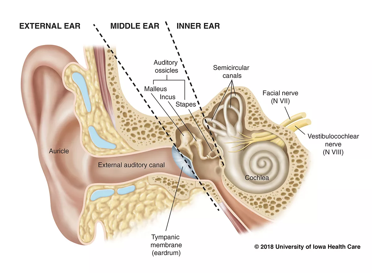 Detailed anatomy of the hearing organs