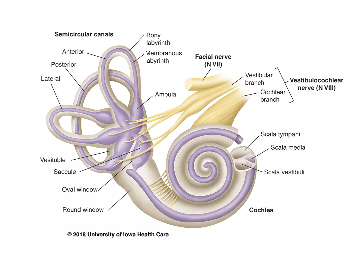 Details of inner ear anatomy