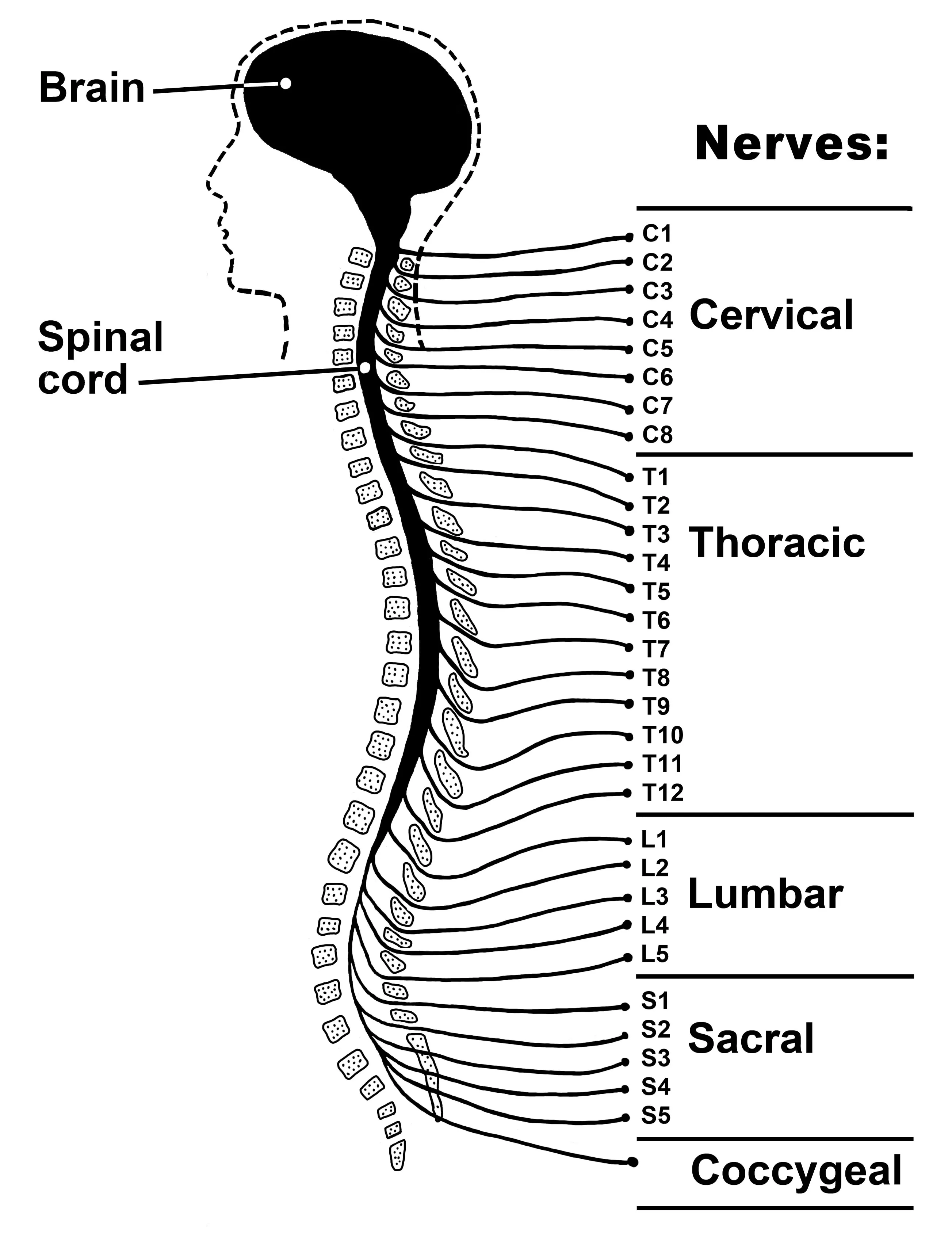 Spinal nerves drawing