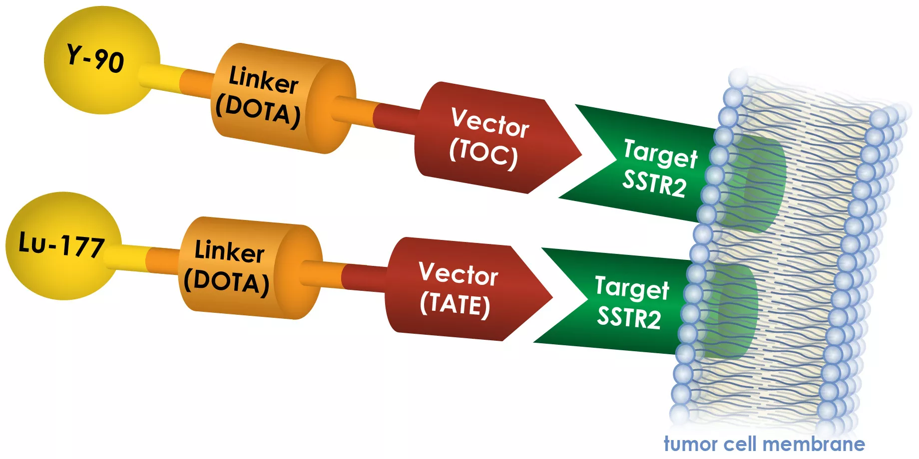 Medical illustration showing Y-90 and Lu-177 targeting cells with SSTR2